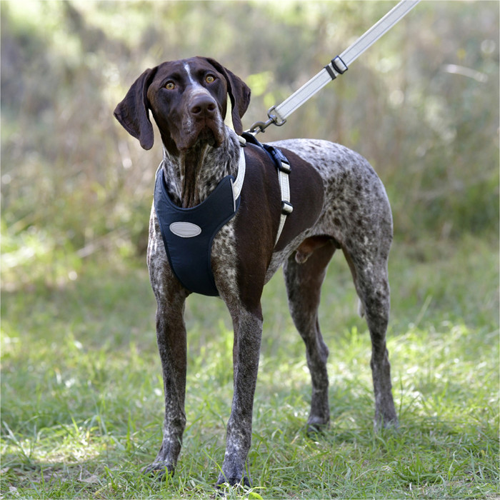 2023 Weatherbeeta Explorer Dog Harness 101819800 - Navy